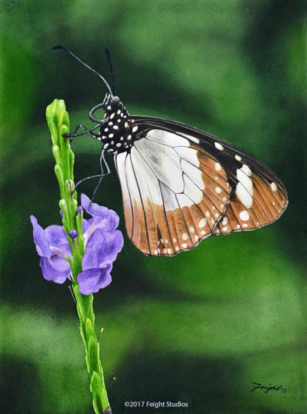 The Novice Butterfly